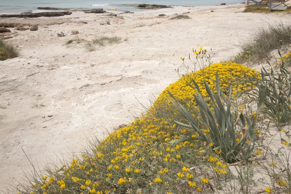 Valencians Beach, Formentera — Stockfoto