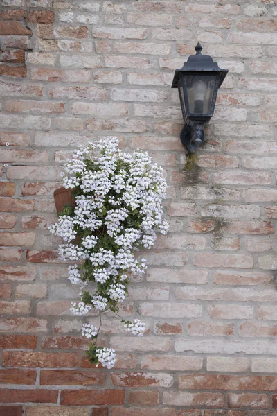 Fleur blanche sur le mur de briques rouges, Venise — Photo