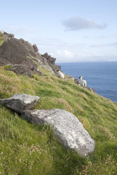 Ovejas en Slea Head, Península de Dingle — Foto de Stock