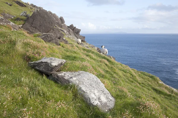 Owce na Półwysep Dingle, przy drogach Slea Head — Zdjęcie stockowe