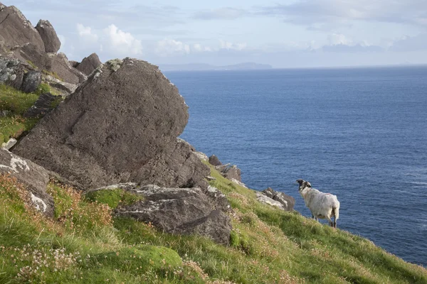 Schafe auf schlafenden Kopf, Schlauchboot Halbinsel — Stockfoto