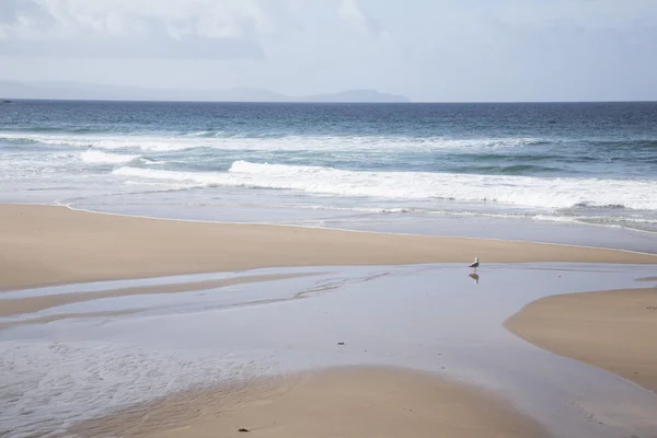 Coumeenoole Beach, kafa; Dingle Yarımadası — Stok fotoğraf