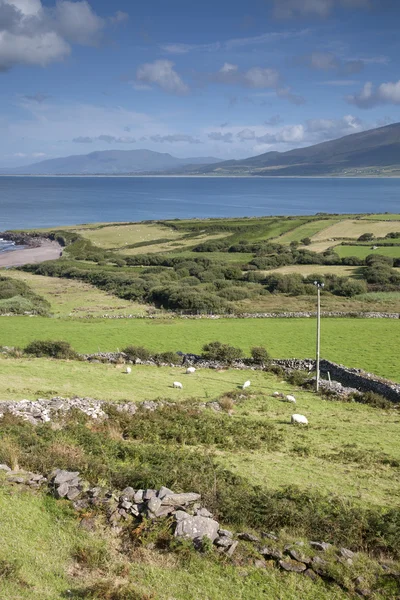 Pohled od Brandon, Dingle Peninsula — Stock fotografie