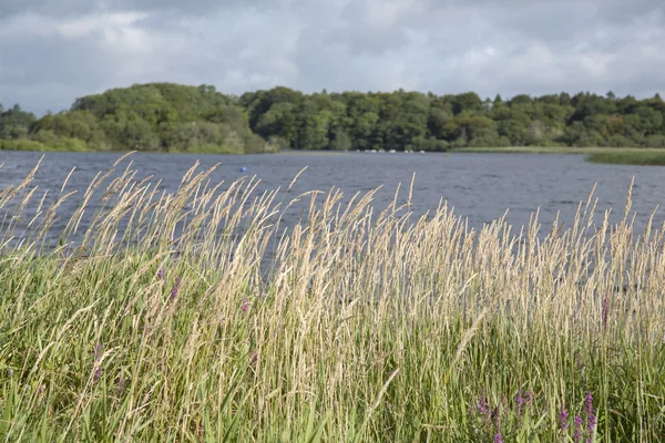 Lough magere See, Killarney Nationalpark — Stockfoto