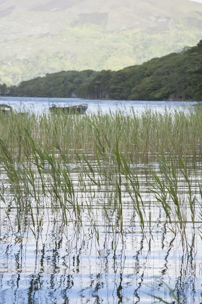 Jezero Lough Leane, Killarney National Park — Stock fotografie