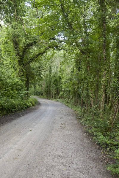 Park Narodowy Killarney; Hrabstwo Kerry — Zdjęcie stockowe