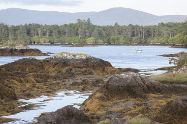 Ardgroom Beach yakınındaki sahil; Coventry Yarımadası; Cork