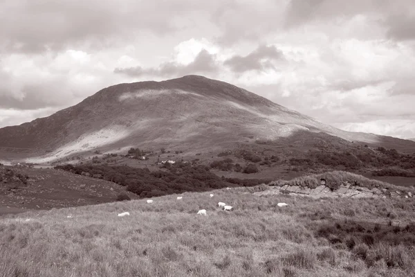 Landschaft in der Nähe von Molls Gap; Killarney-Nationalpark — Stockfoto