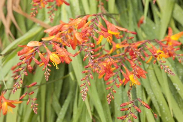 Wild Orange Montbietia Plant — Stock Photo, Image