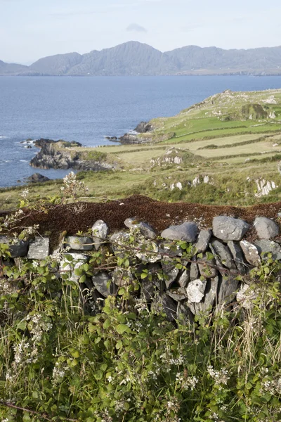 Cabeça de cordeiro; Península de Beara; Cortiça — Fotografia de Stock