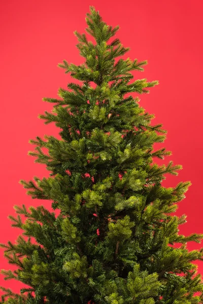 ต้นไม้สีเขียวคริสต์มาส — ภาพถ่ายสต็อก