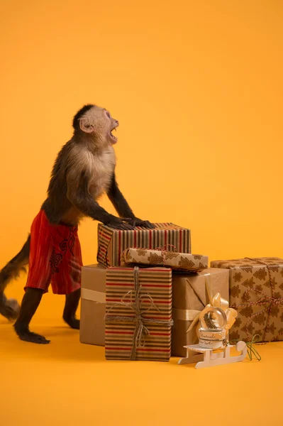 Monkey with Christmas gift boxes — Stock Photo, Image