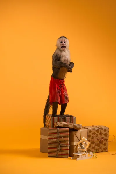 Monkey with Christmas gift boxes — Stock Photo, Image