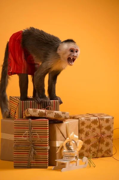 Mono con cajas de regalo de Navidad — Foto de Stock