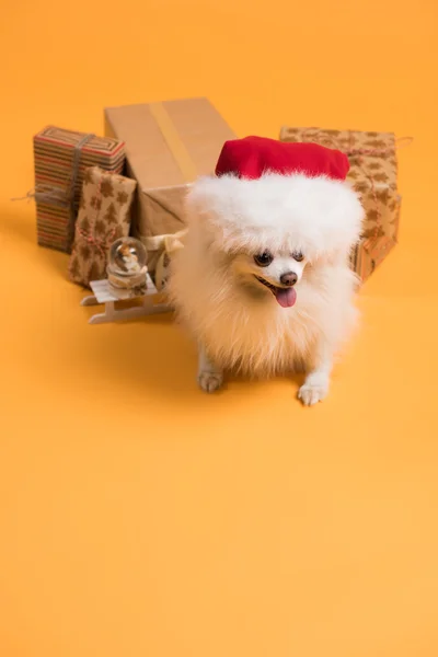 Hund mit Weihnachtsgeschenkschachteln — Stockfoto