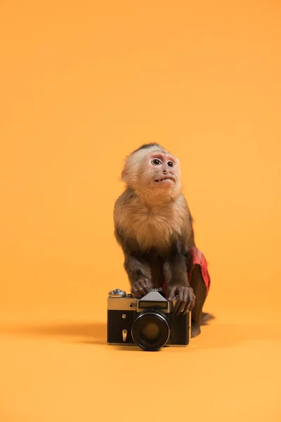 Monkey met retro vintage camera — Stockfoto