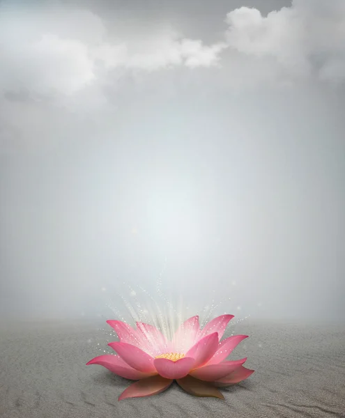 ピンク蓮の花 — ストック写真