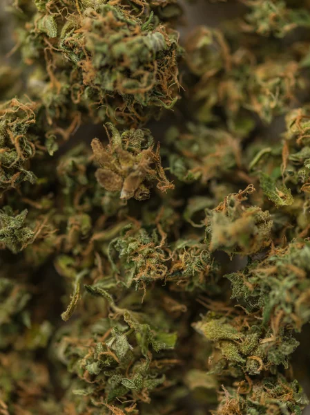 Cannabisblätter — Stockfoto