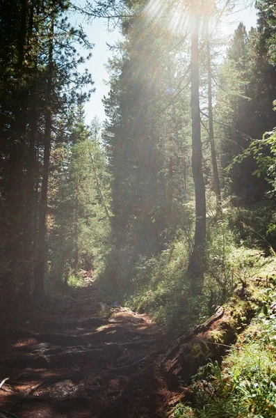 Bosque de montaña en día soleado . Imagen De Stock