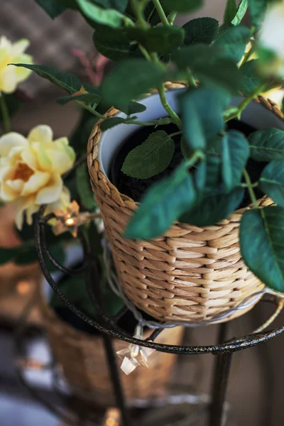 Blossom Plant in Pot — Stock Photo, Image