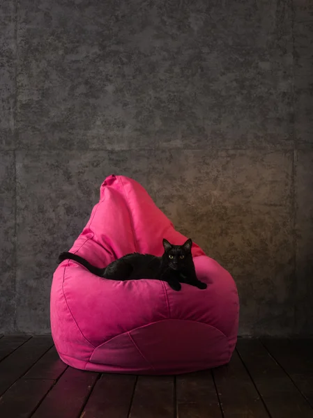 Katze und Sitzsack zu Hause — Stockfoto