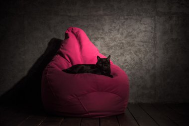 Kedi ve evde puf