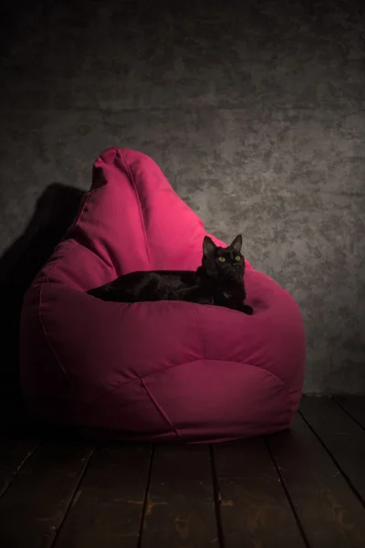 Katt och Beanbag hemma — Stockfoto