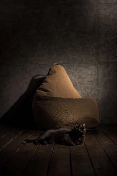 Gato preto e Beanbag — Fotografia de Stock