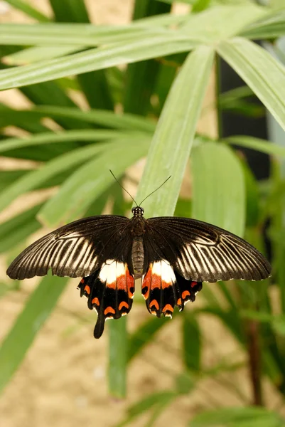 Butterflies on leaves — Stock Photo, Image