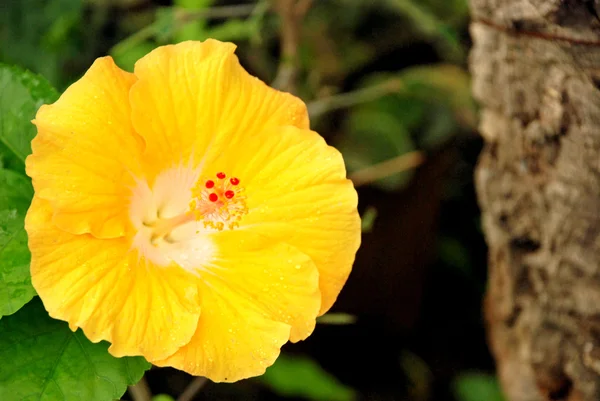 Beautiful yellow hibiscus — Stock Photo, Image