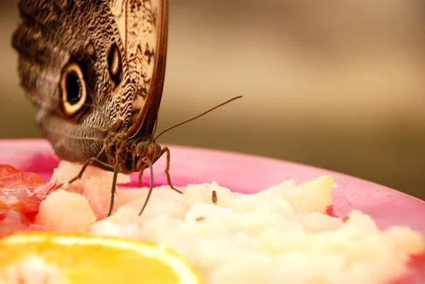 Eating butterfly, Benalmadena — Stock Photo, Image