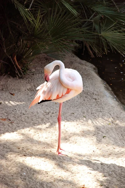 Flamant rose debout — Photo