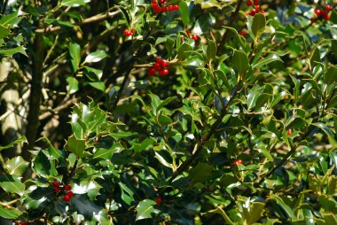 Fransa'da Pyrenees manzara