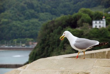 San Sebastian martı