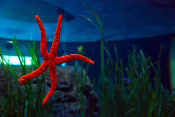 Starfish in de Oceanografic van Valencia, Spanje — Stockfoto