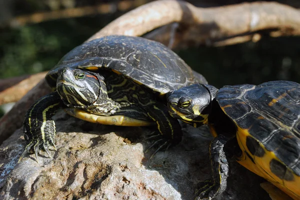 Schildkröten in den Feuchtgebieten des Ozeans, Valencia, Spanien Stockbild