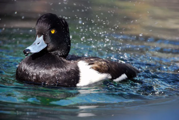 Fekete kacsa a vizes élőhelyeket, a Oceanografic, Valencia, Spanyolország Stock Kép