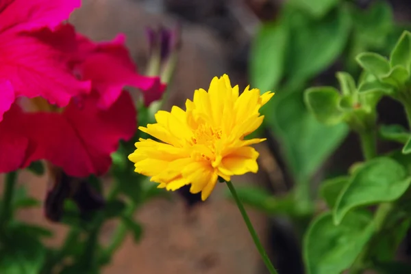 Желтые и розовые цветы — стоковое фото