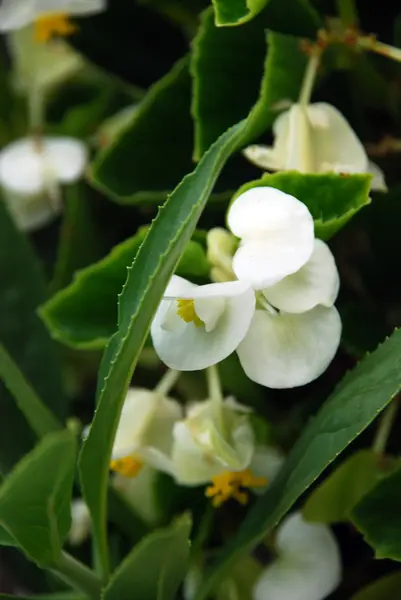 Malá bílá orchidej — Stock fotografie