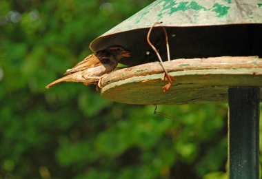 Küçük kuş kuş tablosunda, Güneş'ten gizli yemek