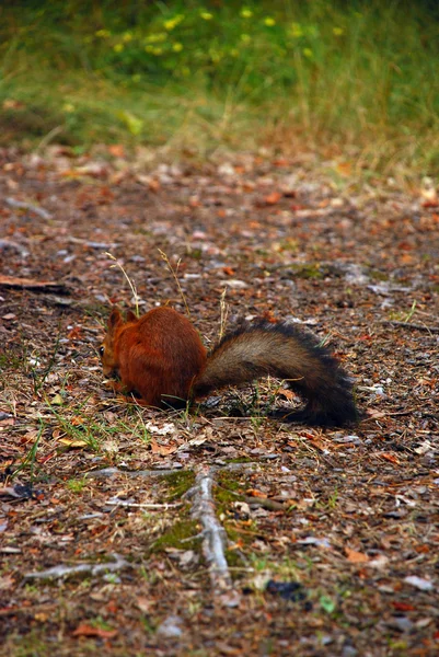 Pequeña ardilla corriendo en un parque — Foto de Stock