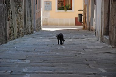 Koper sokaklarda yürüyen yalnız kedi