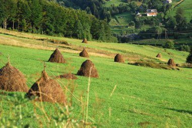 Ukrayna Yeşil ovalar