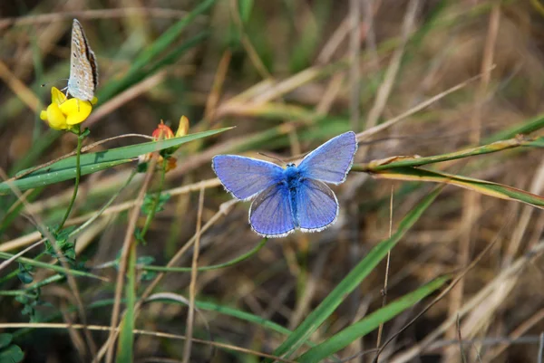 Two beautiful butterflies — Stock Photo, Image