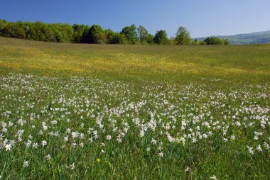 Fransa Limousin bölgesinde alanların peyzaj