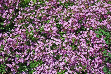 Pembe çiçekler arka plan