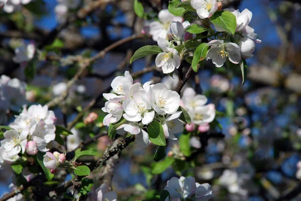 Belles fleurs de pommier — Photo