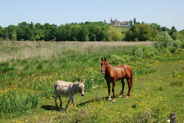 Beautiful horse with a village in the background — Stock Photo, Image