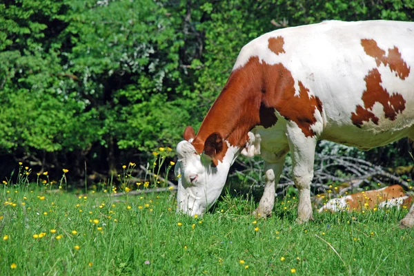 Vaca en los campos de Rhone Alpes — Foto de Stock