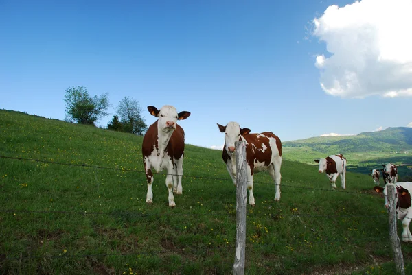 Cow in Rhone Alpes fields — Stock Photo, Image